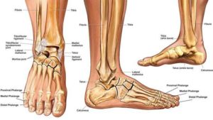 ankle-fractures-Physio Direct