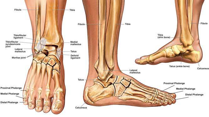 Ankle Fractures - Physio Direct NZ