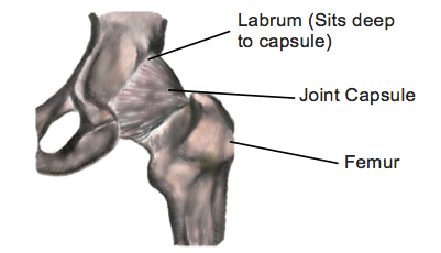 Hip Pain and Labral Tears - Physio Direct NZ