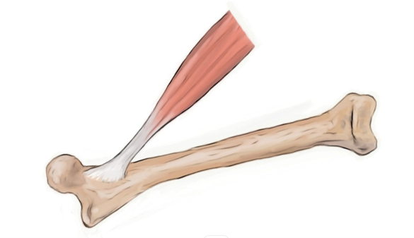Why Do Tendon Injuries Take So Long To Heal? - Physio Direct NZ